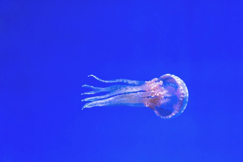Captivating image of a translucent jellyfish swimming gracefully in vibrant blue waters.