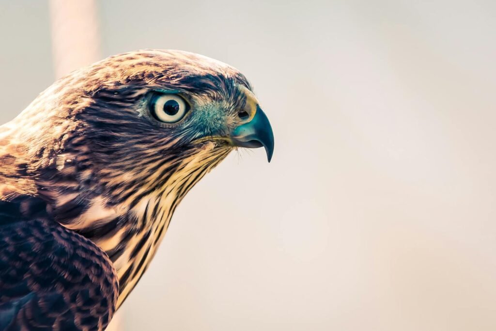 Beautiful close-up shot of a hawk showcasing its sharp beak and intense eyes.