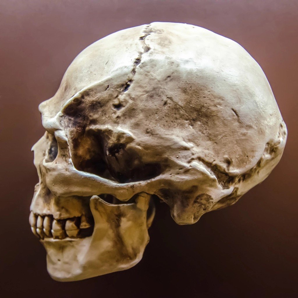 The Skull at the Center (image credits: rawpixel)