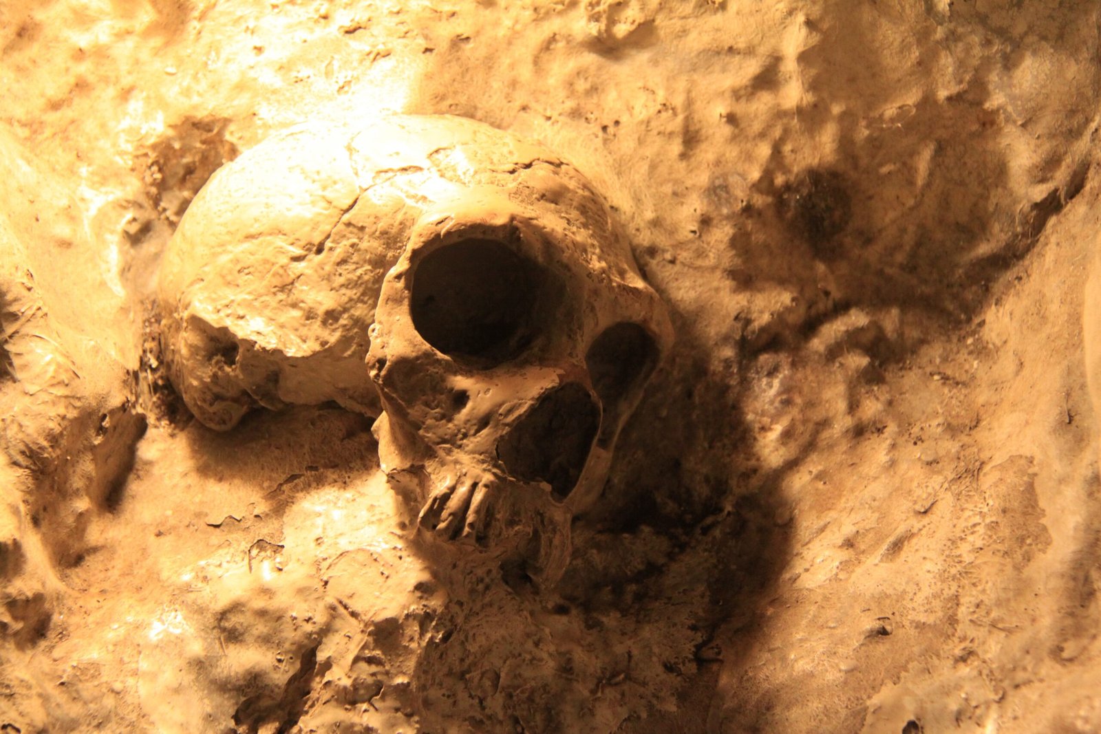 What the Genes Already Tell Us (image credits: wikimedia)