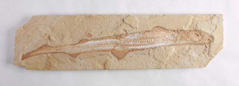 Why It Matters (image credits: wikimedia)