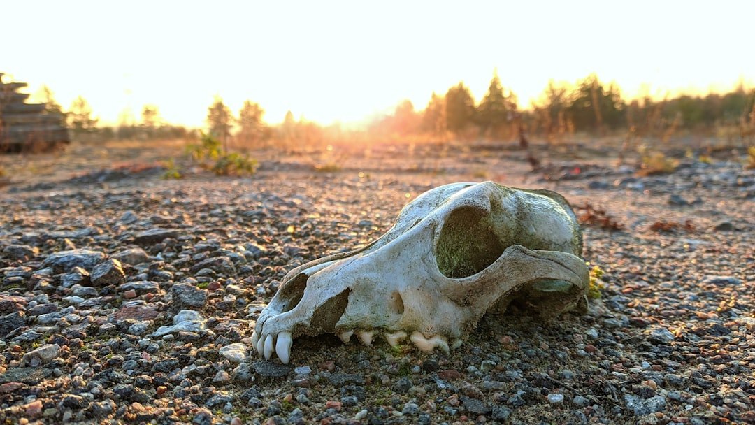 The Great Dying: When Almost All Life Faltered (image credits: unsplash)
