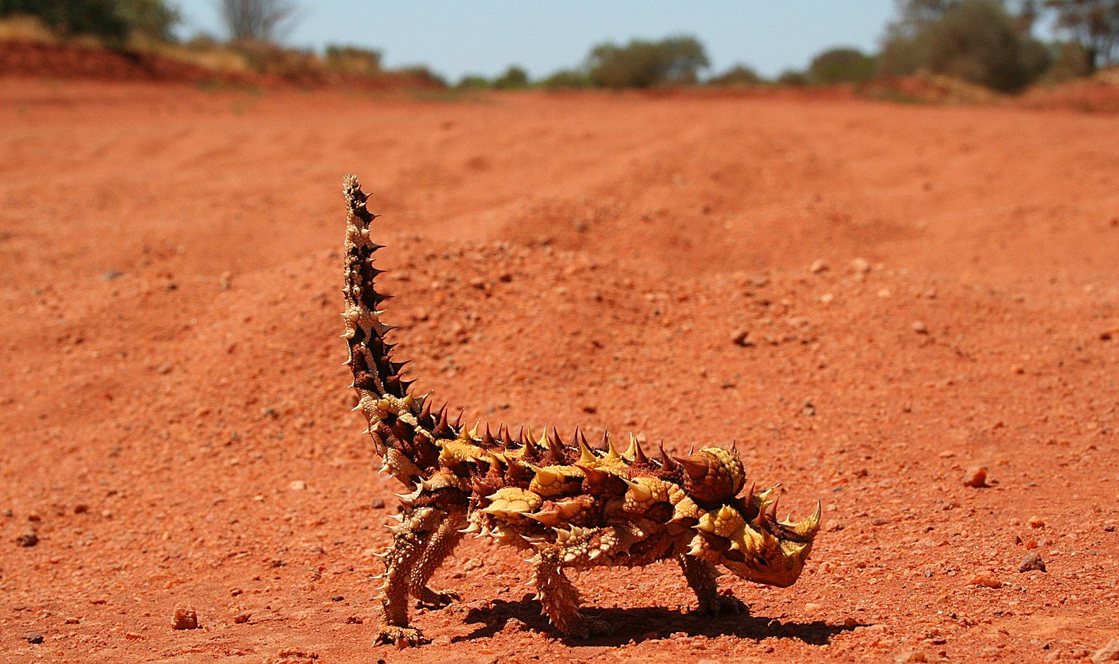 From Ancient Tools to Modern Science: Thorny Devil’s Water‑Harvesting Skin (image credits: wikimedia)