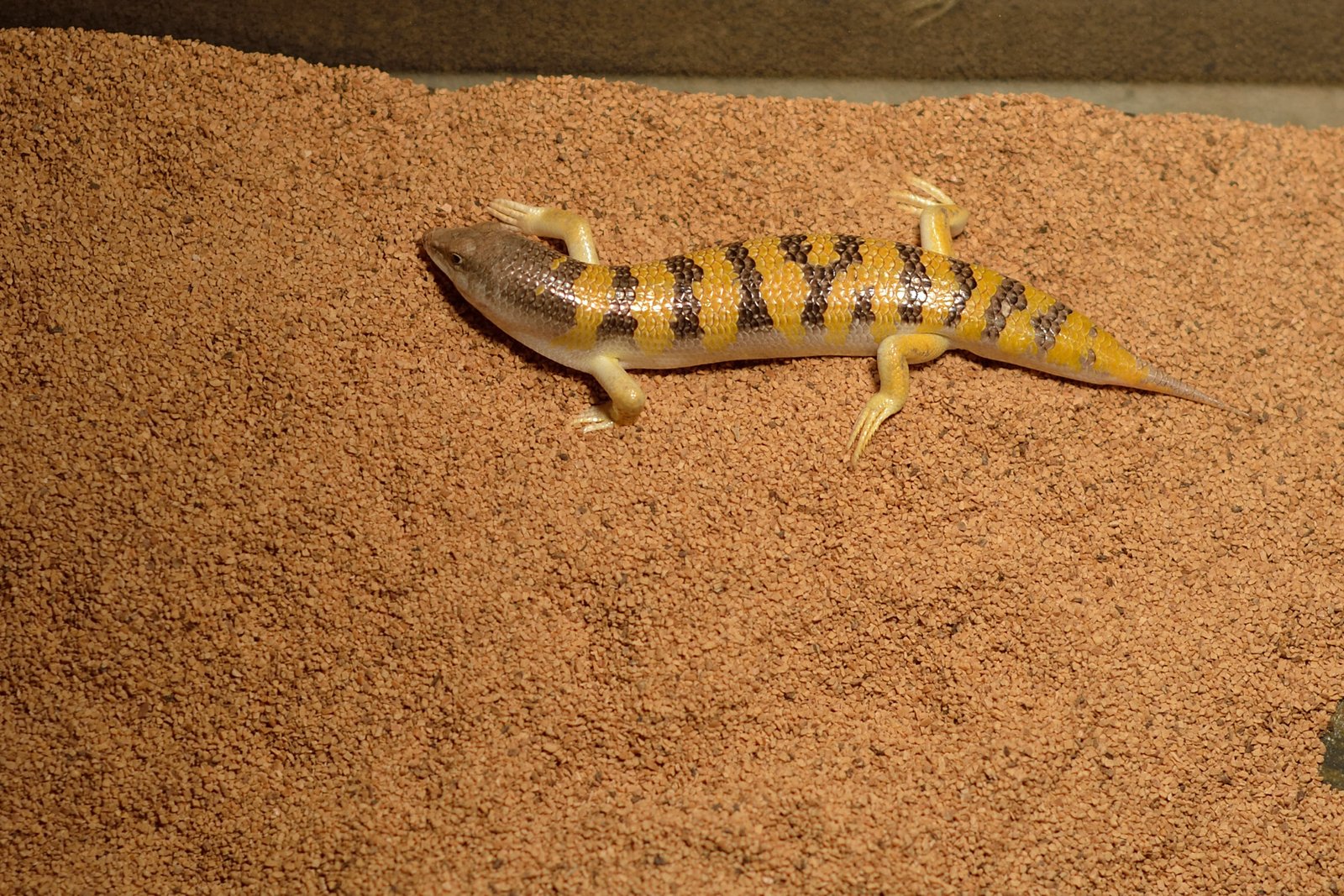 The Future Landscape: Sandfish Skinks That Swim Through Sand (image credits: wikimedia)