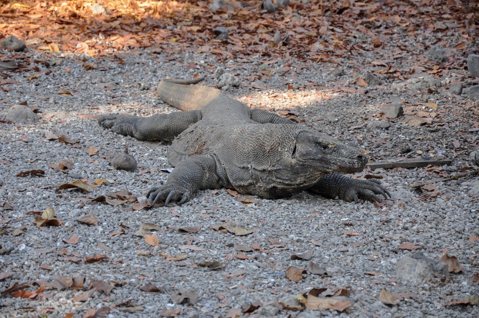 Predators With a Plot Twist: Komodo Dragons, Venom and Virgin Birth (image credits: wikimedia)