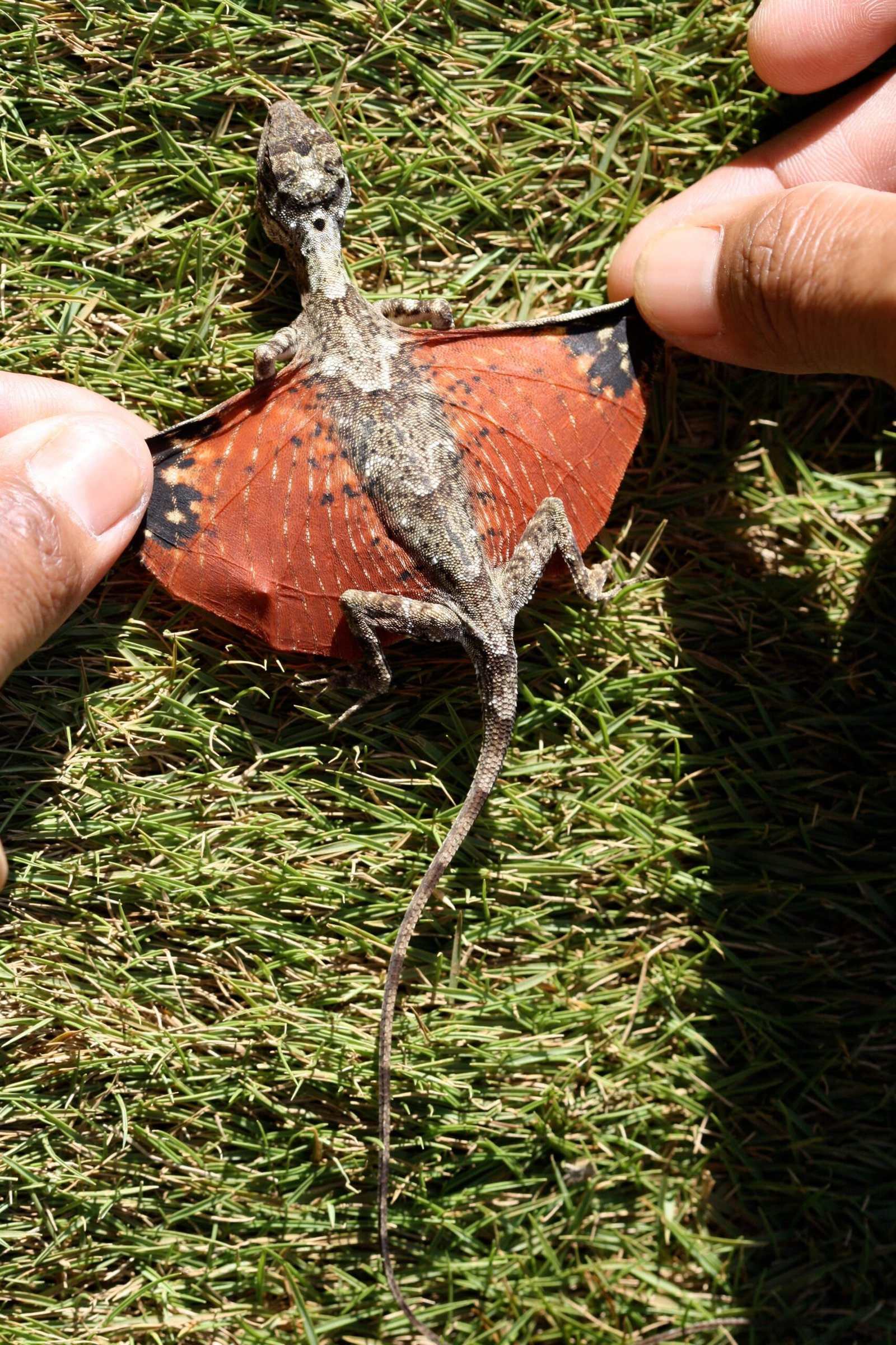 Flight Without Feathers: Draco Lizards and the Physics of Glide (image credits: wikimedia)