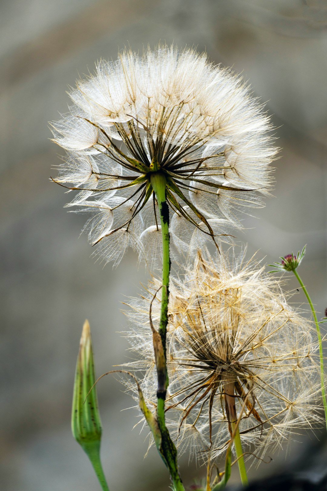 The Unlikely Arsenal (image credits: unsplash)