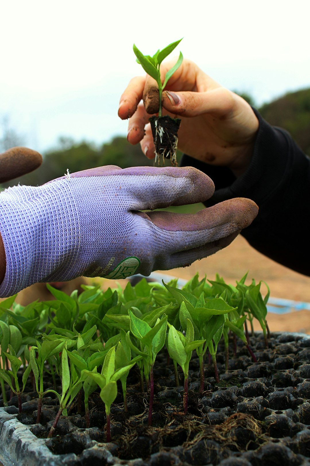 From Ancient Tools to Modern Seeds (image credits: unsplash)
