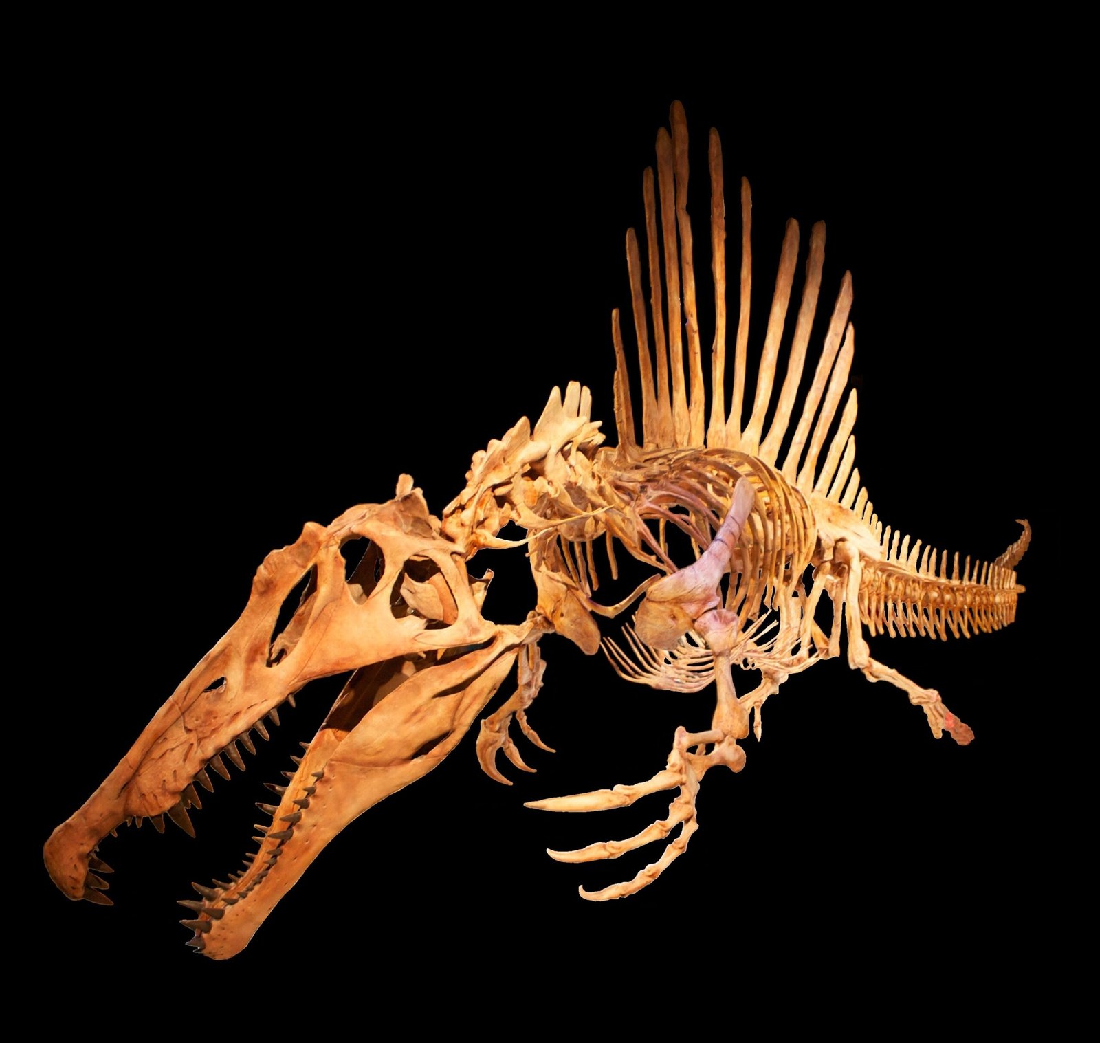 Spinosaurus: The Heavywater Hunter (image credits: wikimedia)