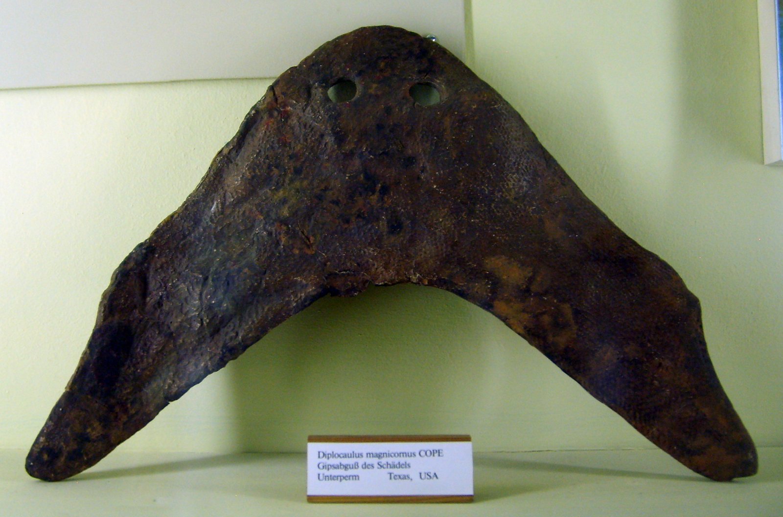 Diplocaulus: The Boomerang-Headed Hydrofoil (image credits: wikimedia)