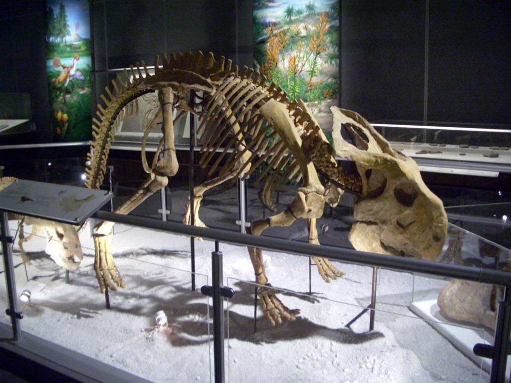 A Morphological Matchup (image credits: wikimedia)