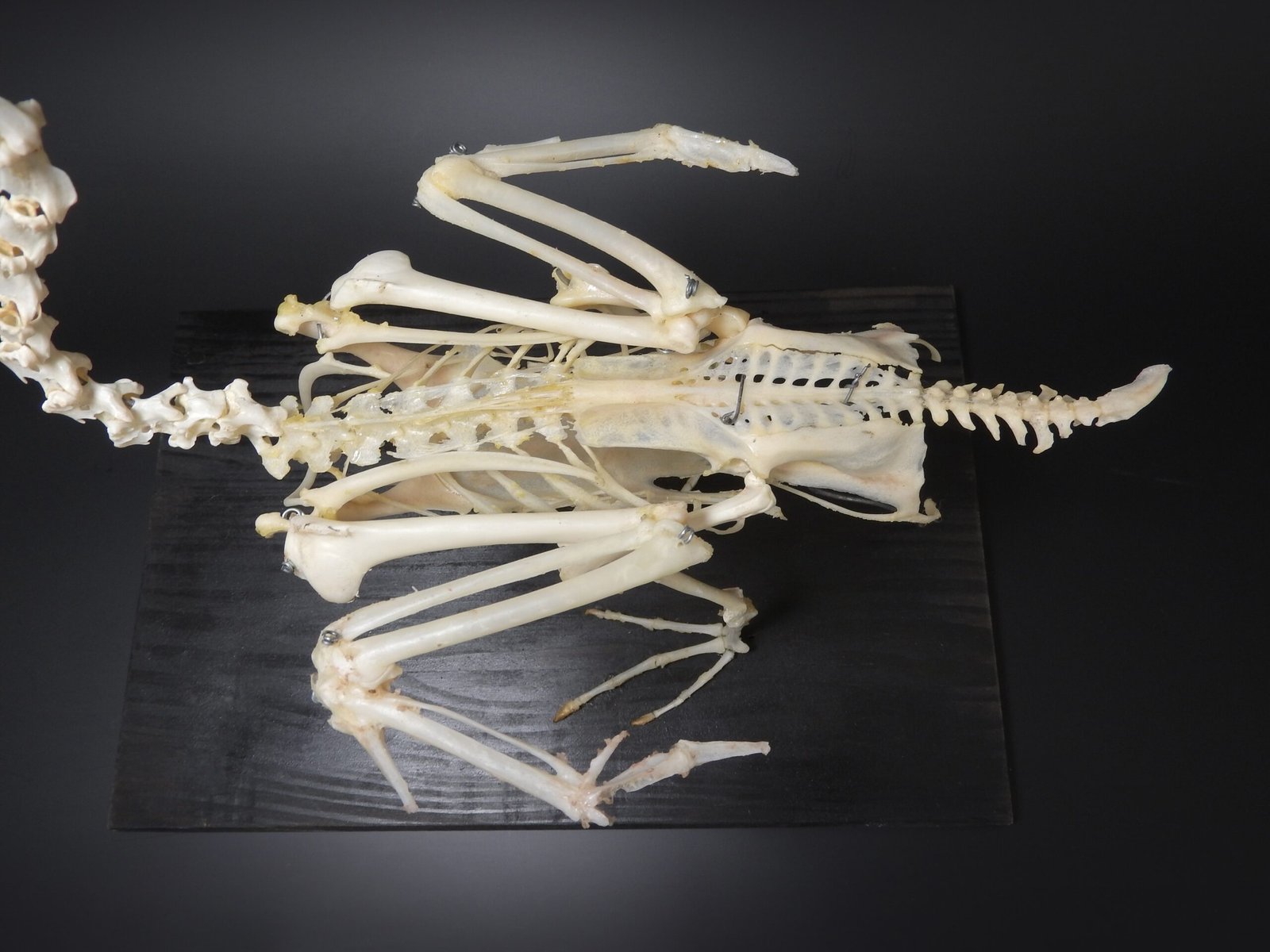Theory 5: Hollow Bones and Air Sacs - Strength Without the Weight (image credits: wikimedia)