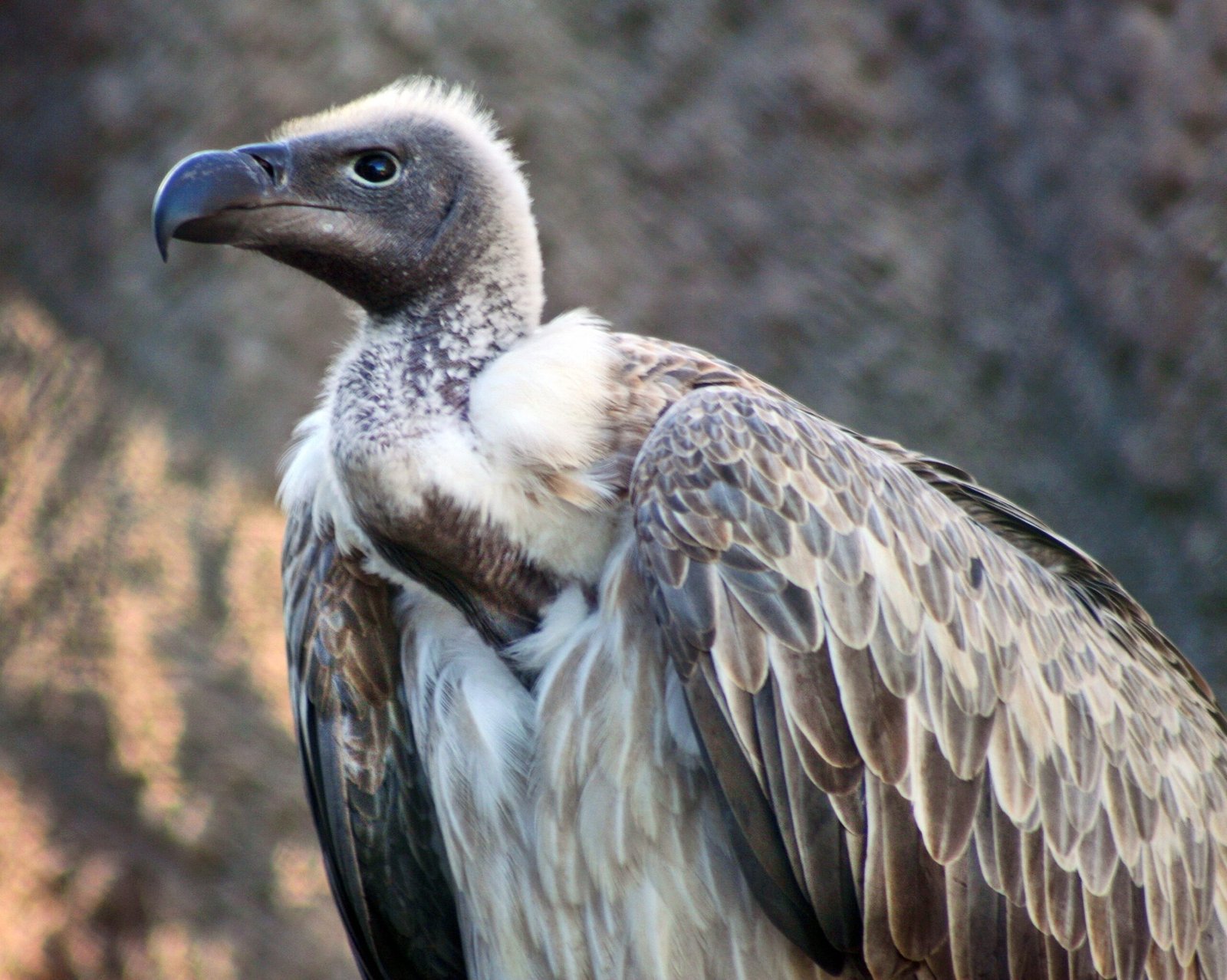 Why It Matters - Rethinking the Limits of Bodies and Air (image credits: wikimedia)