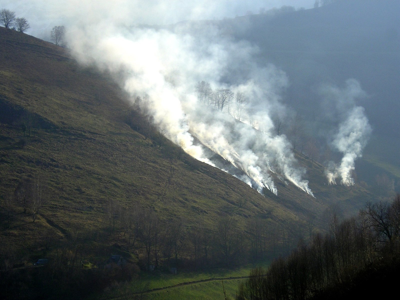 Cycles and Timing: When Fire Helps - or Hurts (image credits: wikimedia)