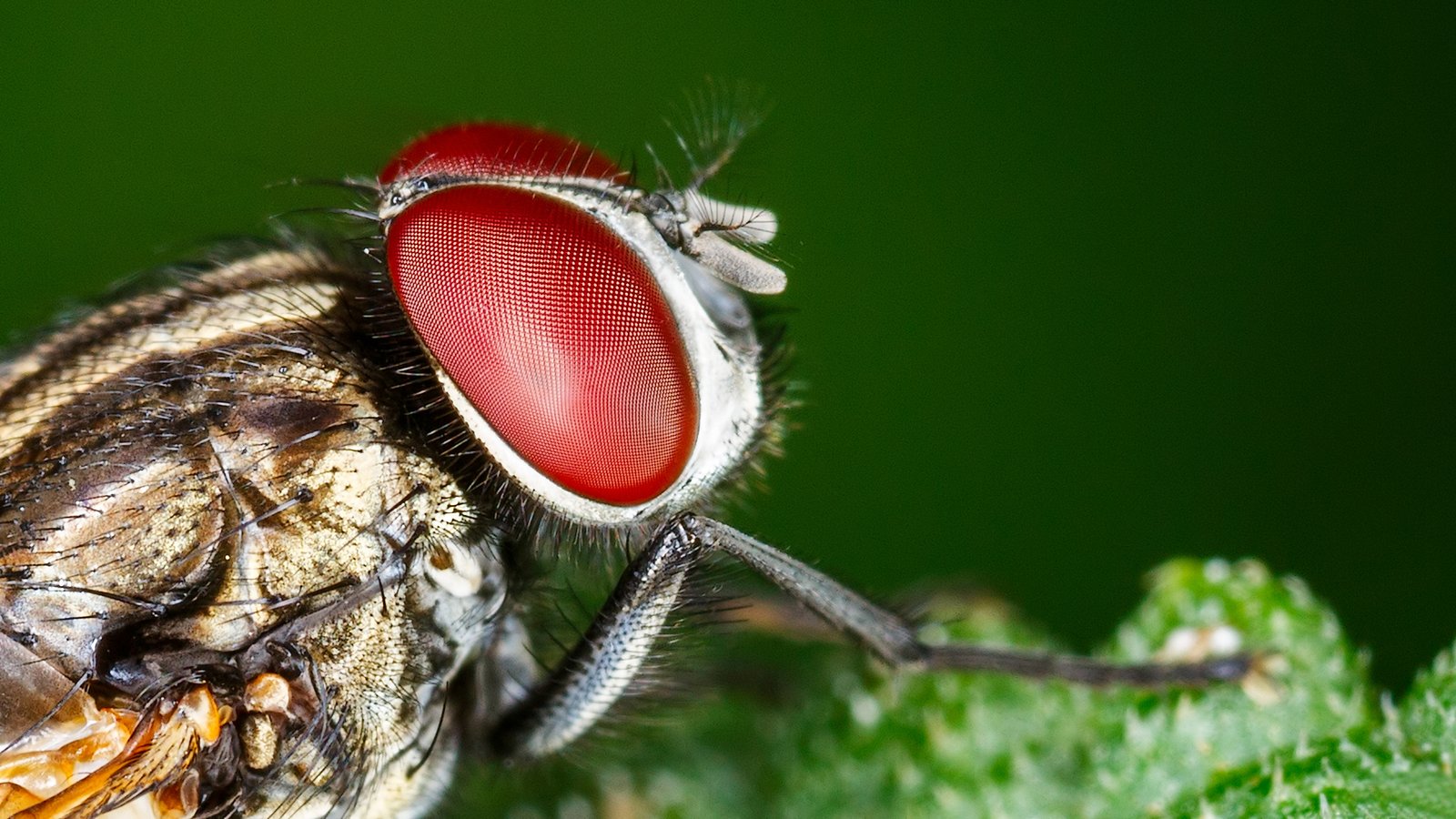 A Predator the Size of a Grain of Rice (image credits: wikimedia)