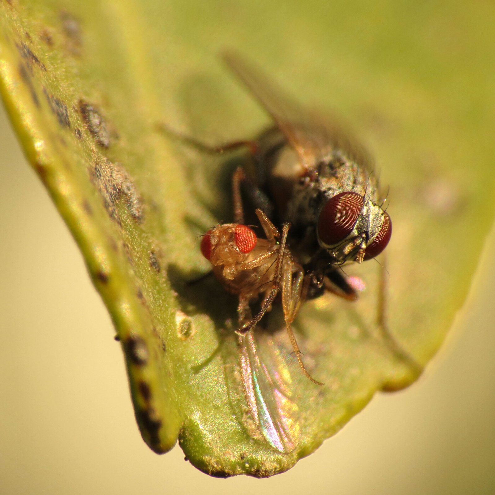 From Field Tricks to Lab Truths (image credits: wikimedia)