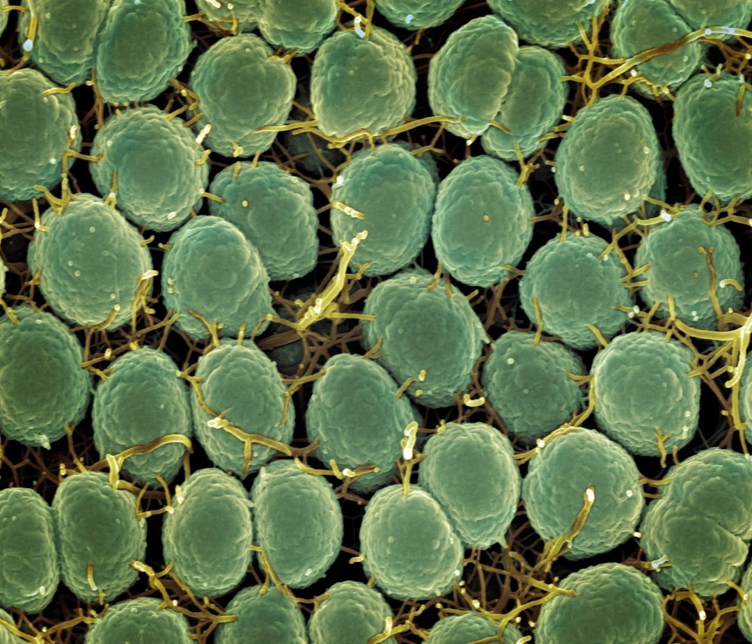 The Mycotoxin Threat (image credits: unsplash)