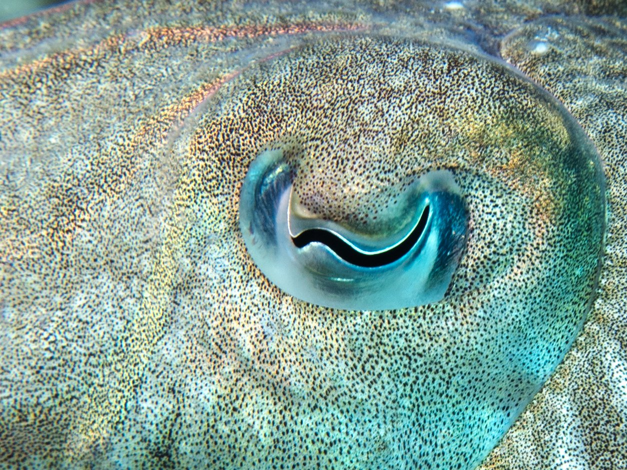 Eyes Built for Water (image credits: wikimedia)