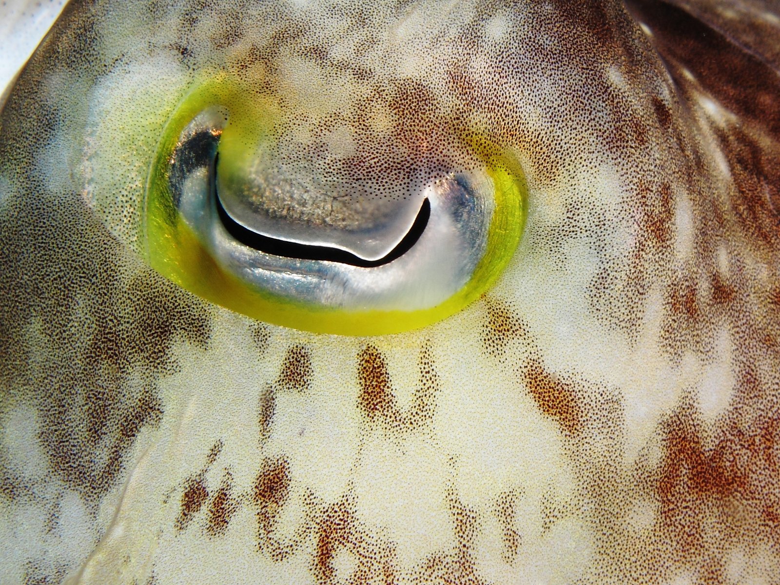 Why It Matters (image credits: wikimedia)