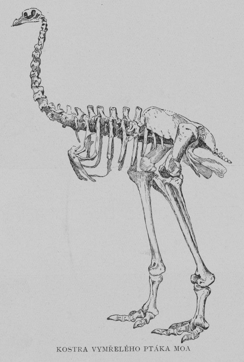 From Ancient Bones to Modern Genomes (image credits: wikimedia)