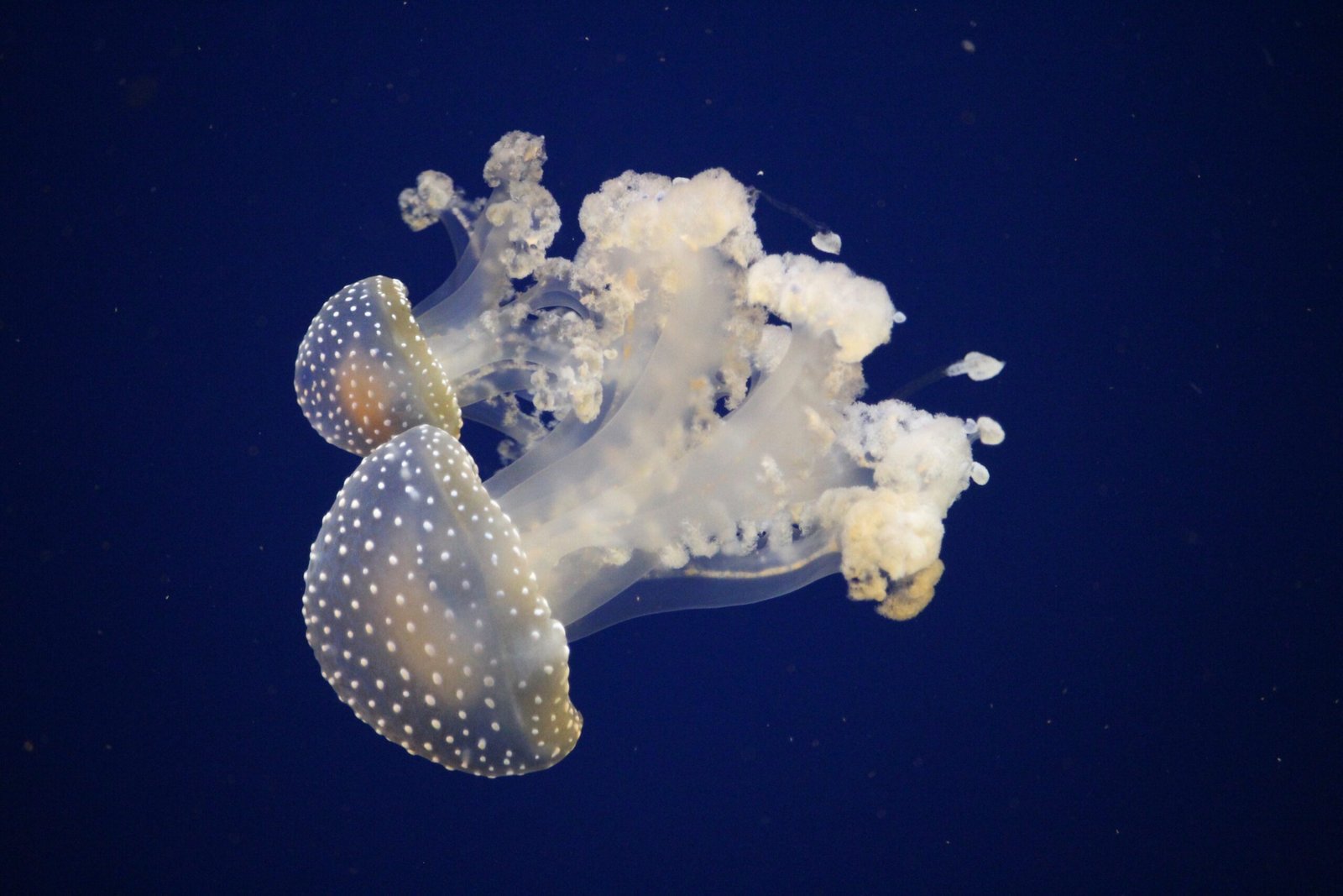 Predators, Prey, and Deception (image credits: wikimedia)