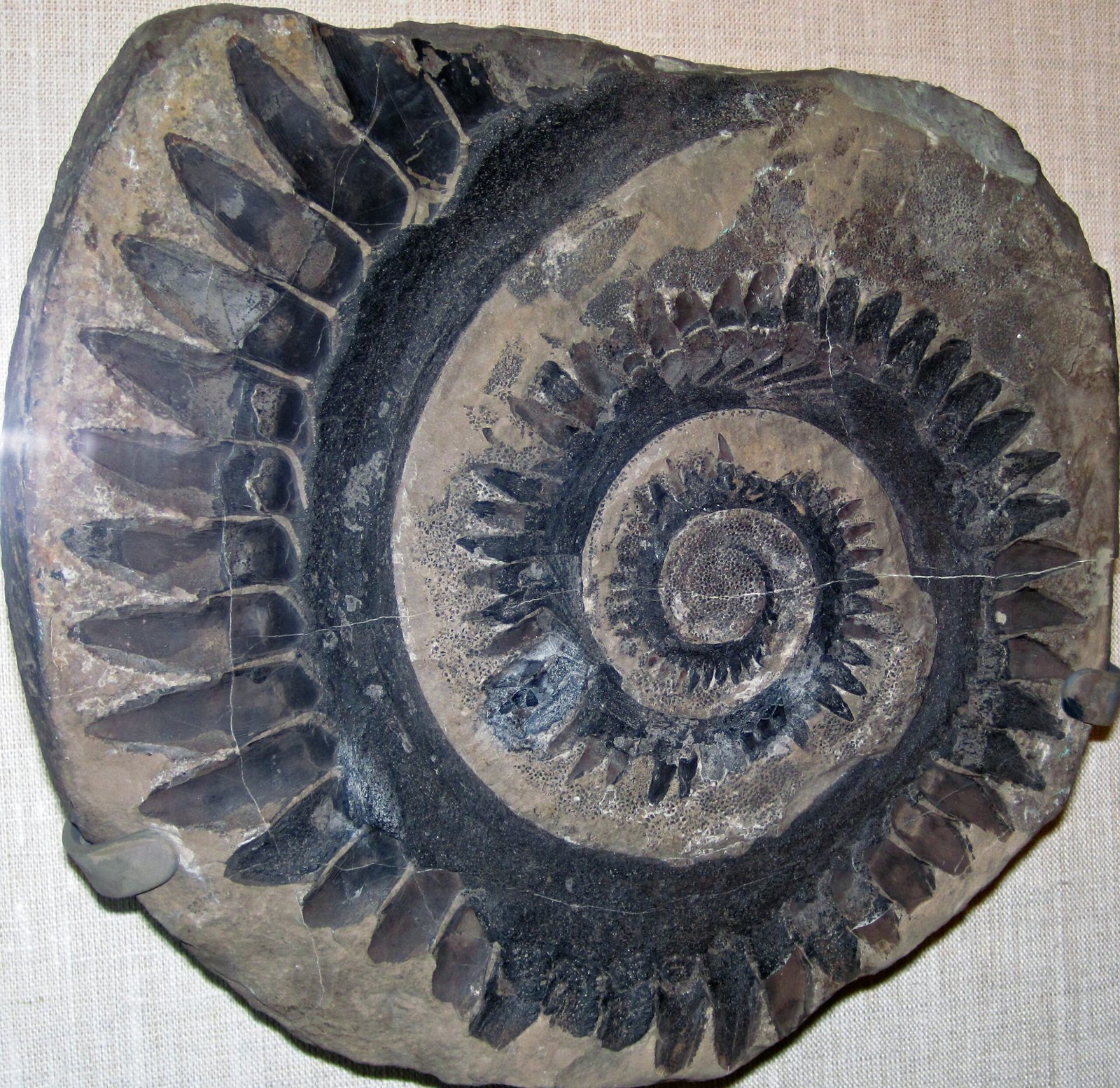 Rebuilding a Monster Mouth (image credits: wikimedia)