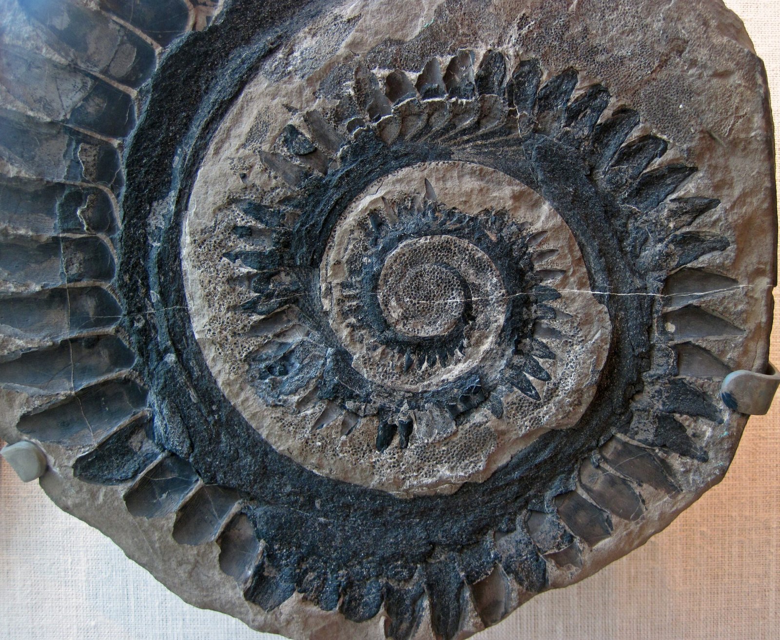 Life in a Permian Sea (image credits: wikimedia)
