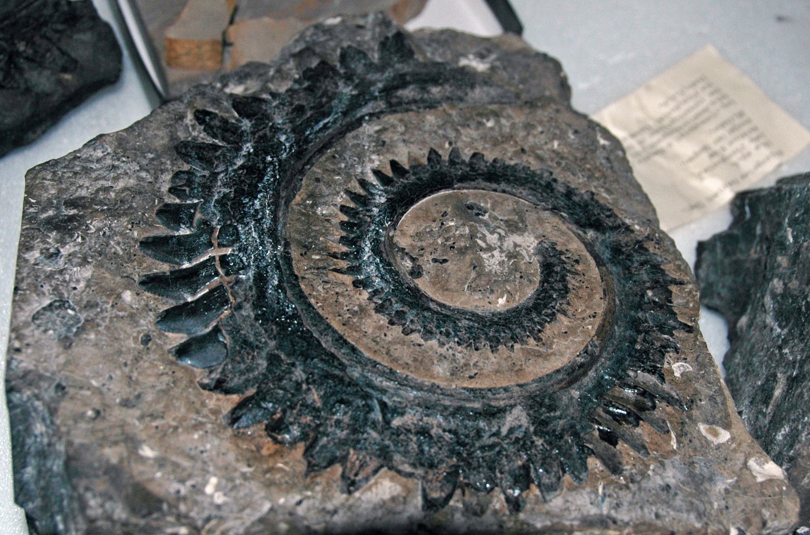 What It Ate and How It Hunted (image credits: wikimedia)