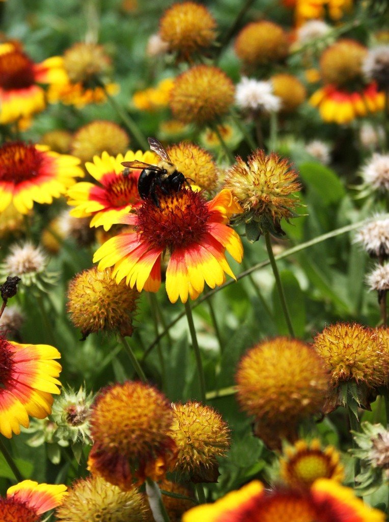 What You Can Do (image credits: rawpixel)