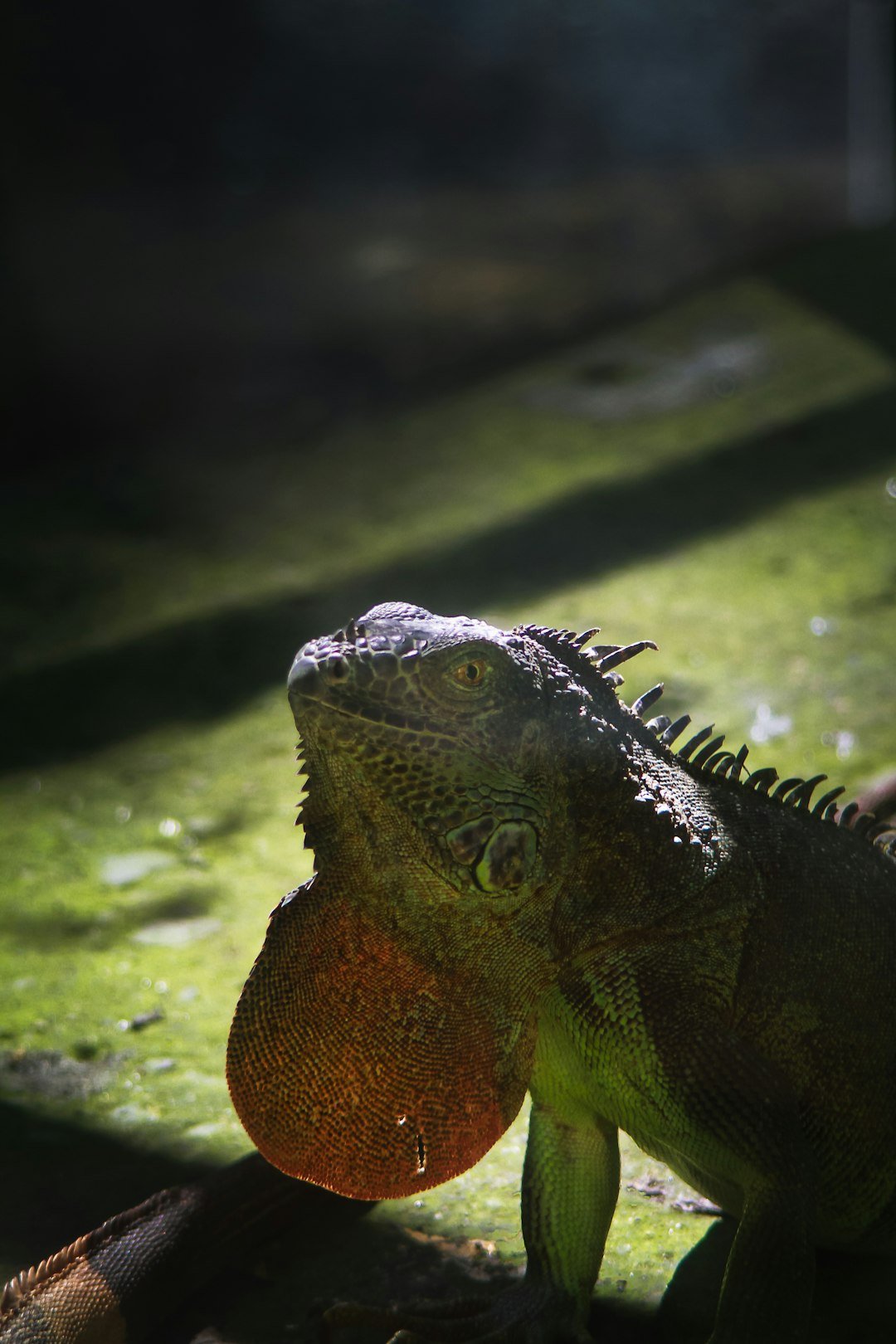 What Iguanas Do With It (image credits: unsplash)