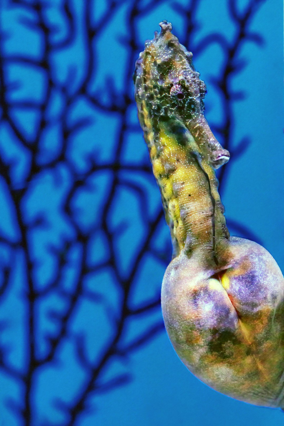 The Pouch: Nature’s Most Unlikely Incubator (image credits: unsplash)