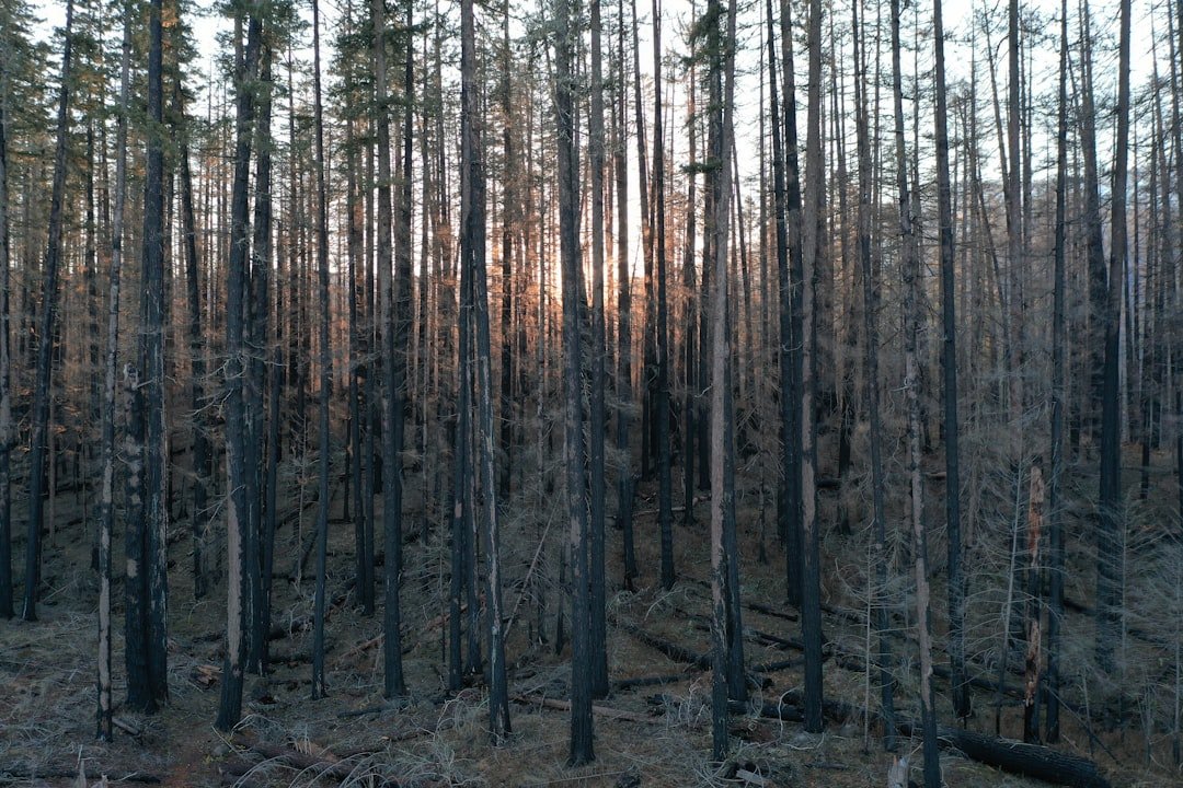 The Hidden Clues (image credits: unsplash)