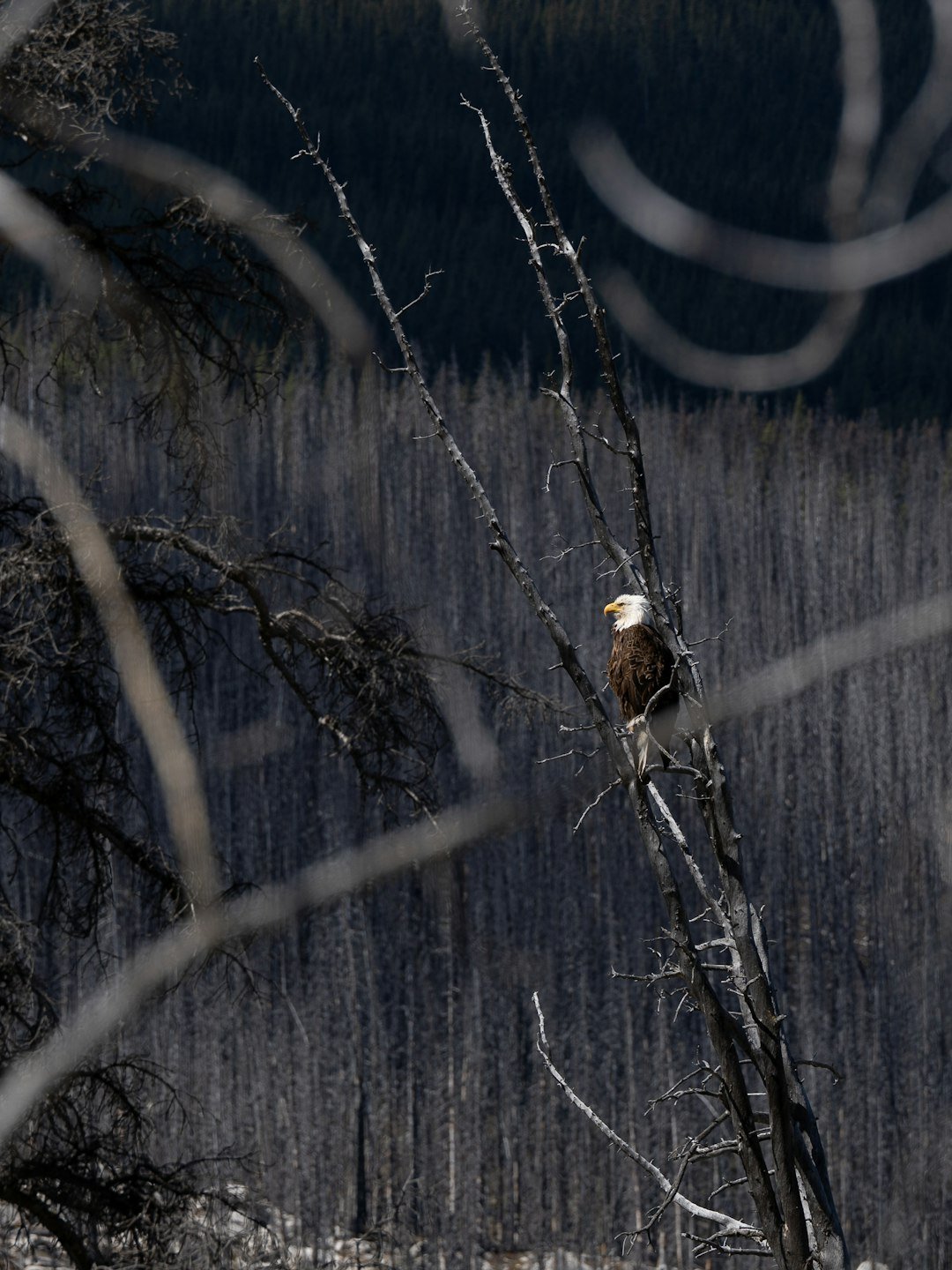 Wildlife on the Blackened Stage (image credits: unsplash)