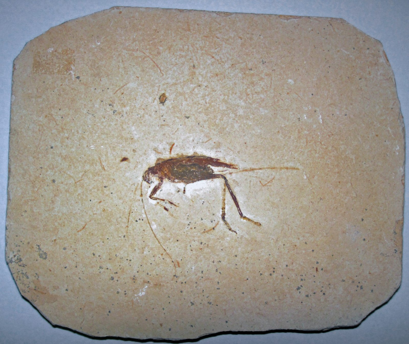 Fossil Lagerstätten and the Moment-Capturing Mud (image credits: wikimedia)