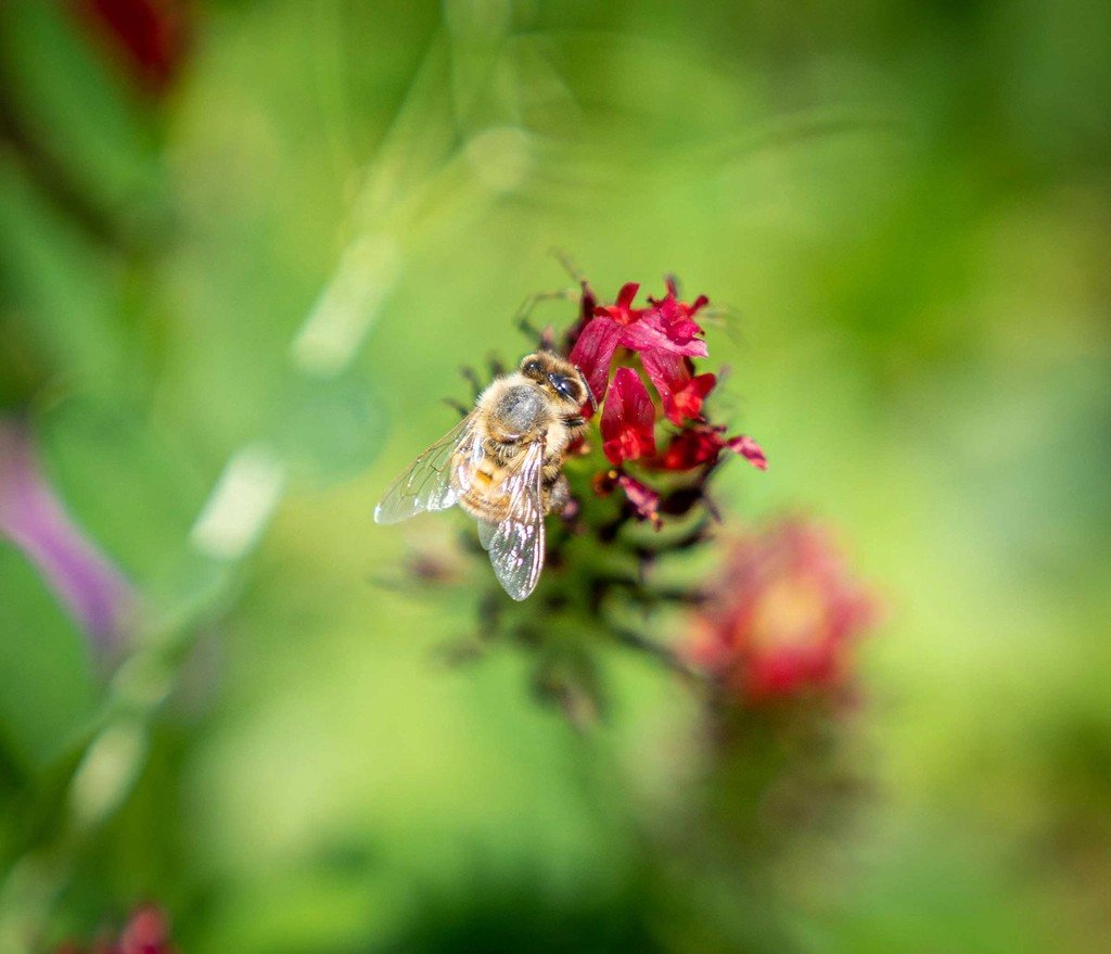 The Hidden Clues: Bees at Work in Flowerbox Forests (image credits: rawpixel)