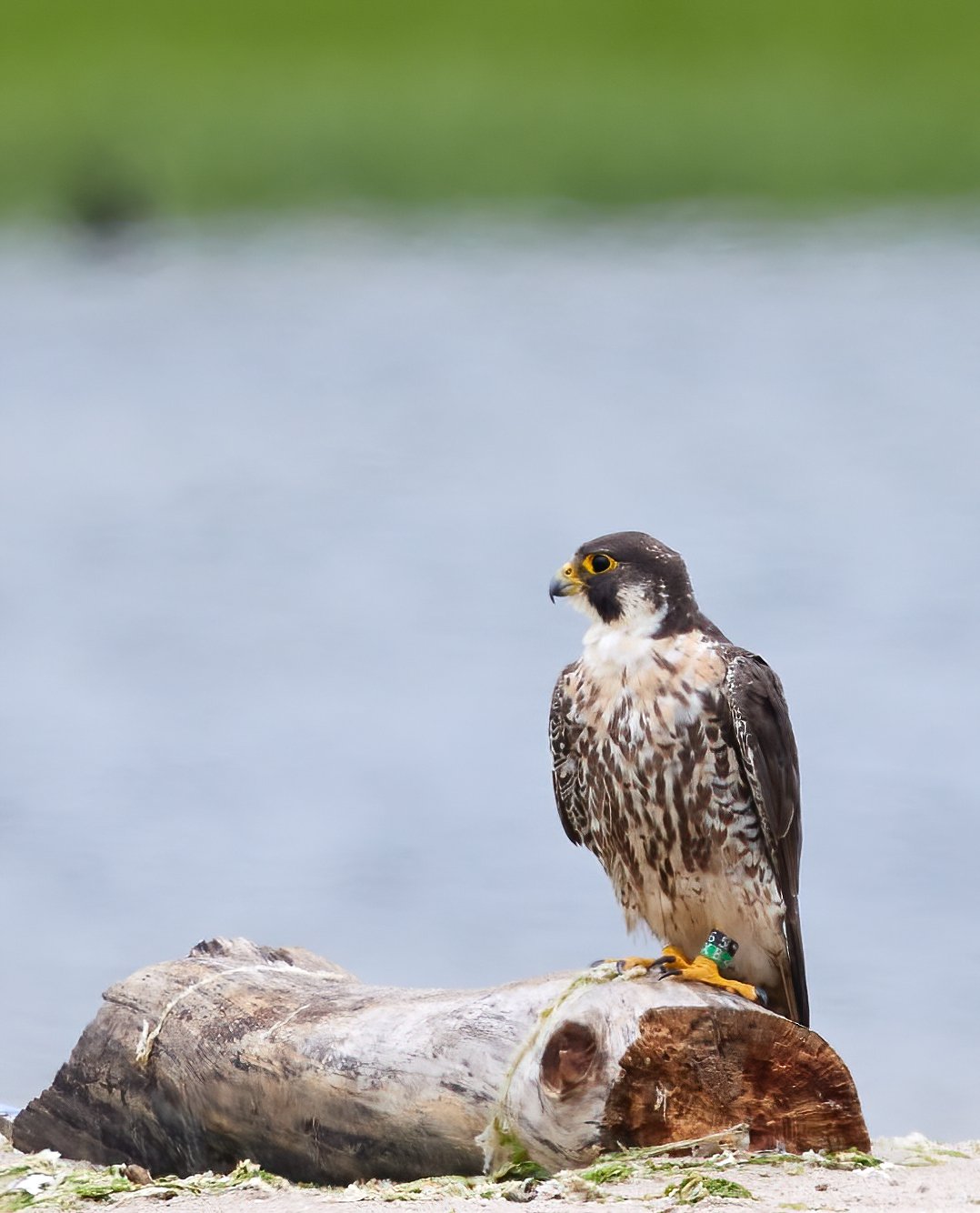 Skyline Sentinels: Peregrine Falcons on Pigeon Patrol (image credits: wikimedia)