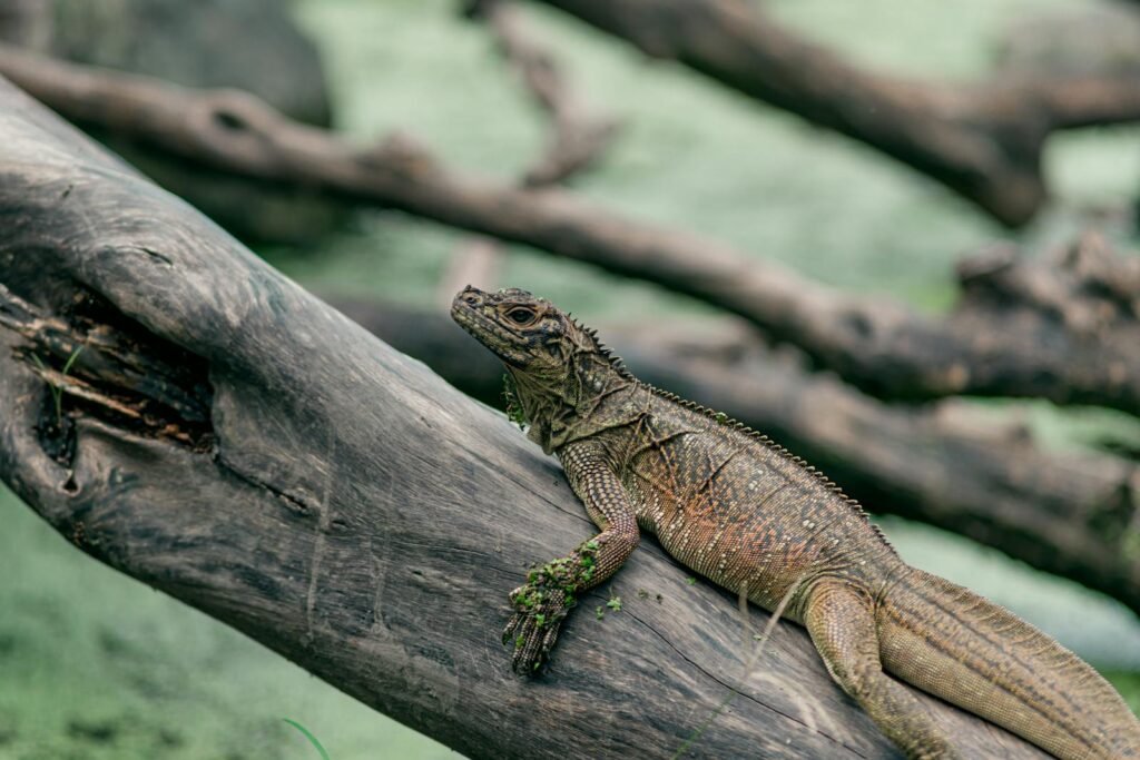 Detailed image of a sailfin dragon resting on a log, highlighting its unique features and tropical habitat.