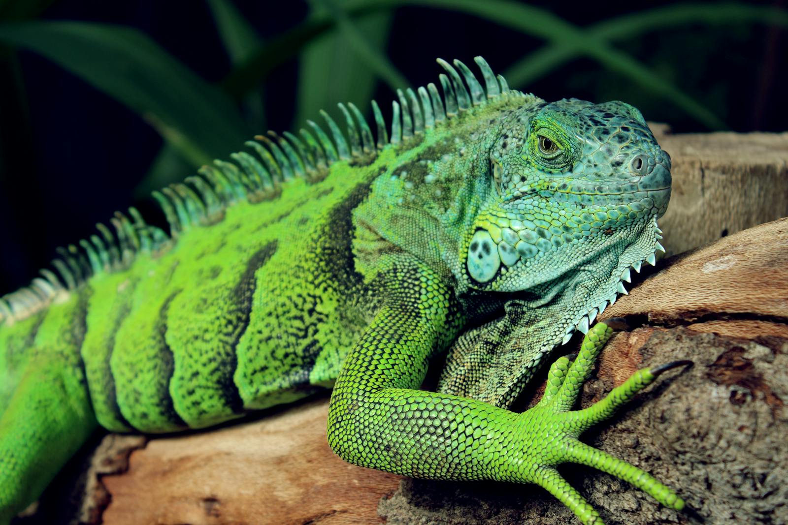 Seeing Without Seeing: Inside the Iguana’s Mysterious Third Eye