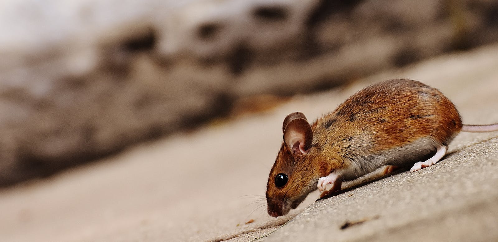 Meet the HeroRATs Saving Lives One Sniff at a Time