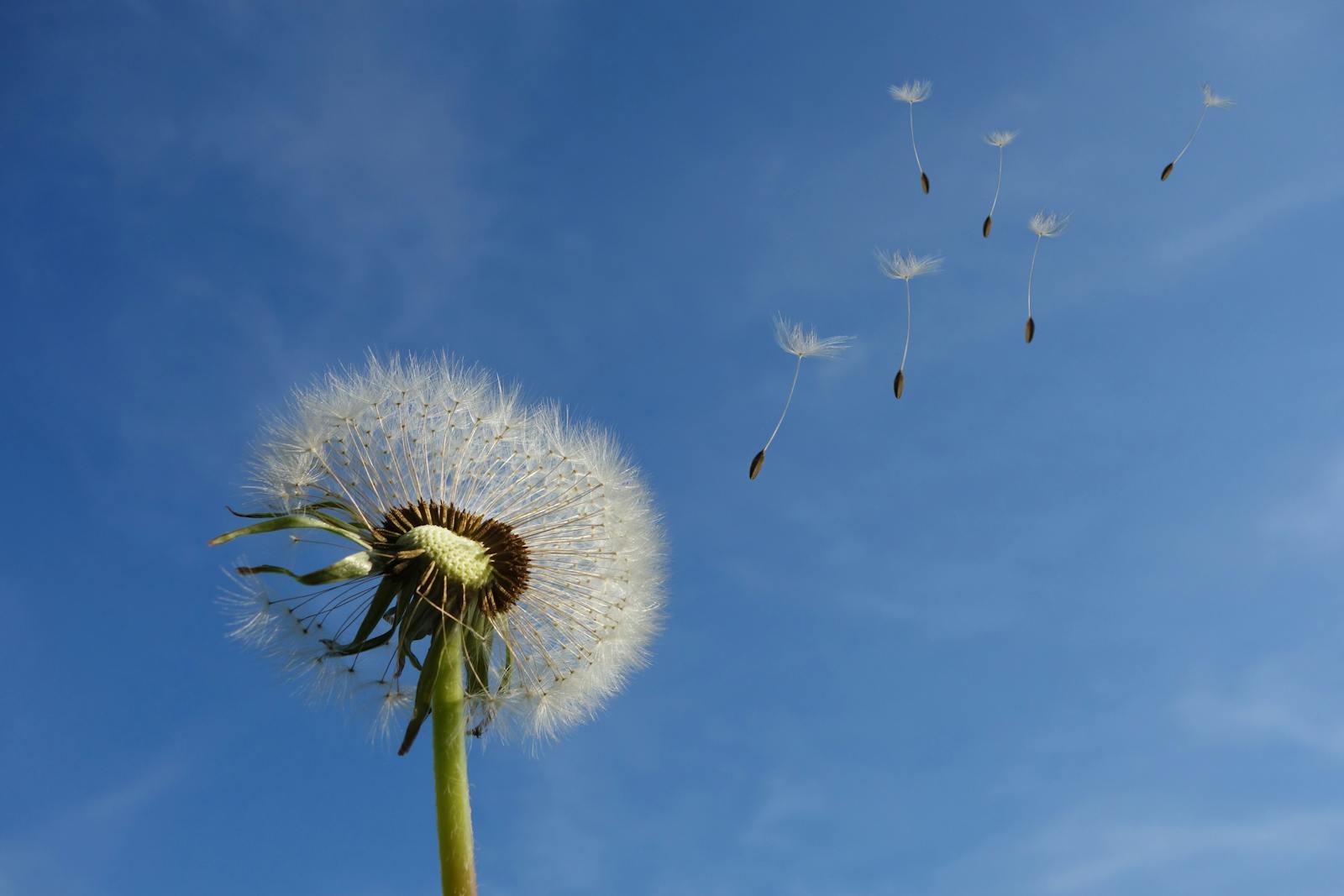 The Truth About Touch-Me-Nots: Why Some Plants Really Do Explode