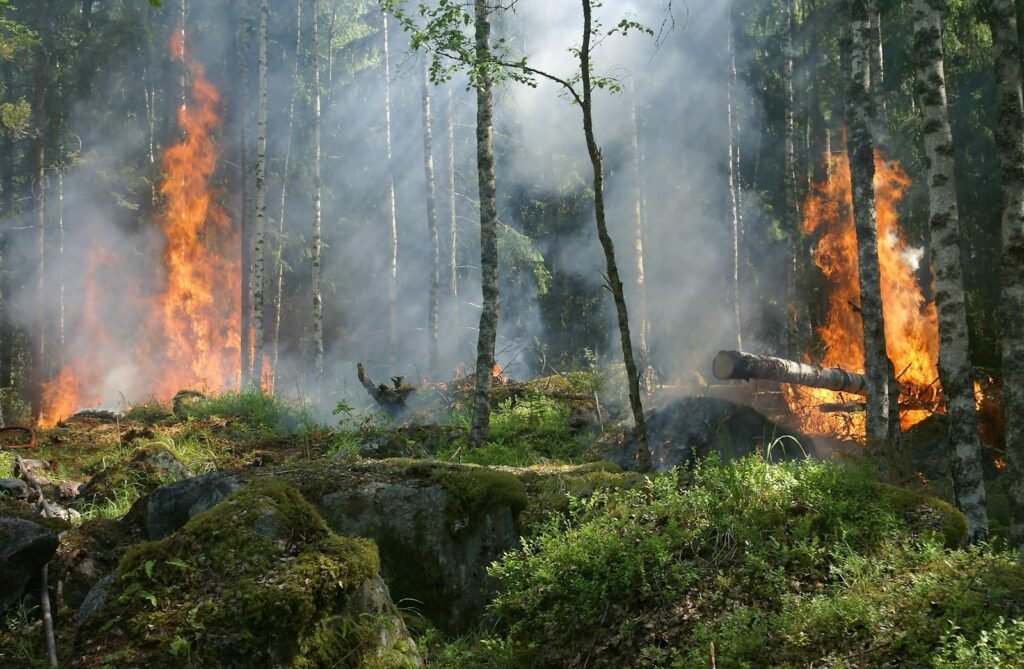 A dramatic forest fire engulfing trees, creating intense smoke and flames against a natural woodland backdrop.