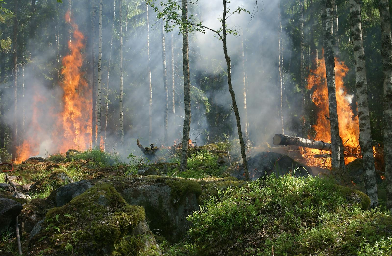 The Forests That Grow in Ash: What Wildfires Leave Behind in the West