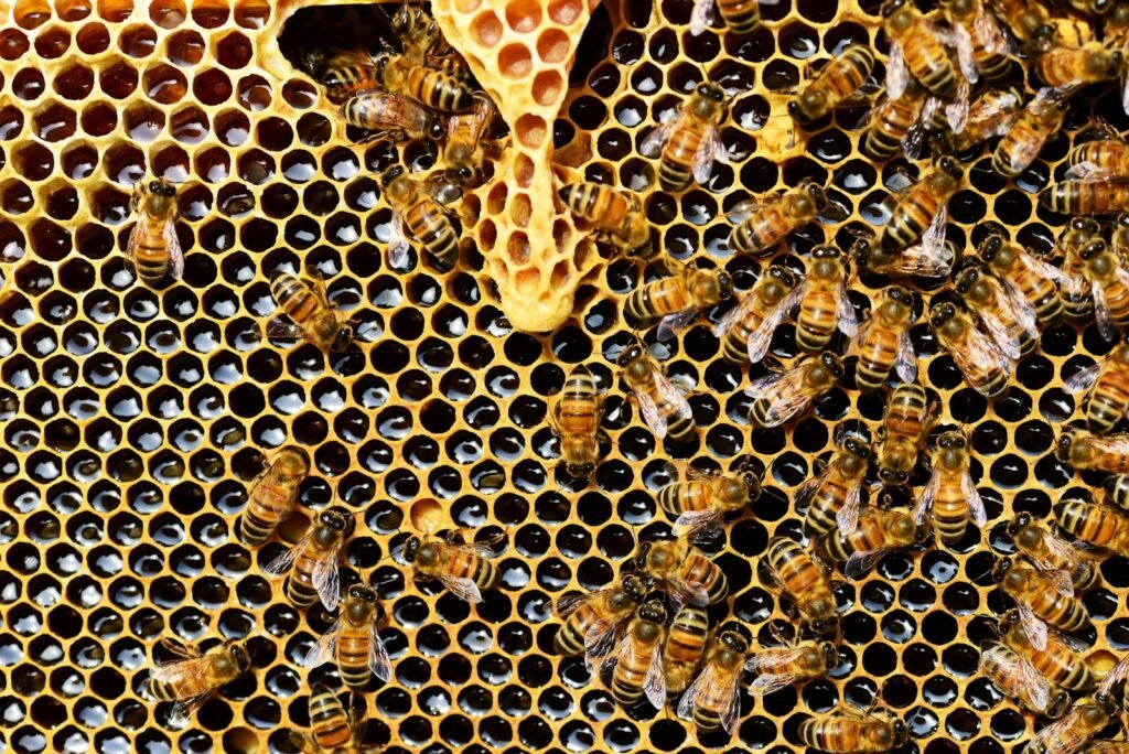 Detailed view of honey bees on a vibrant honeycomb filled with honey in a beehive.