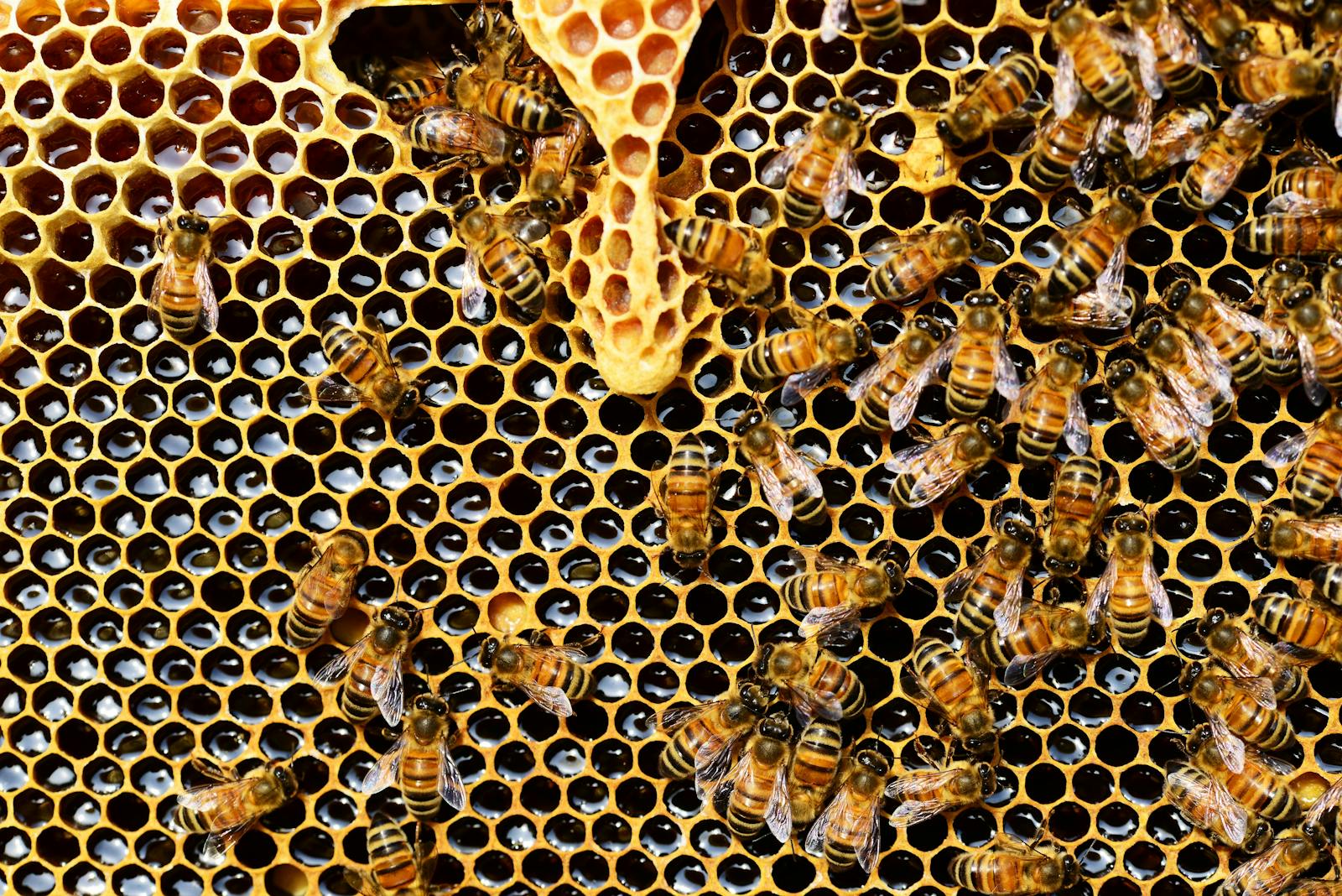 The Benefits of Bees Beyond Honey