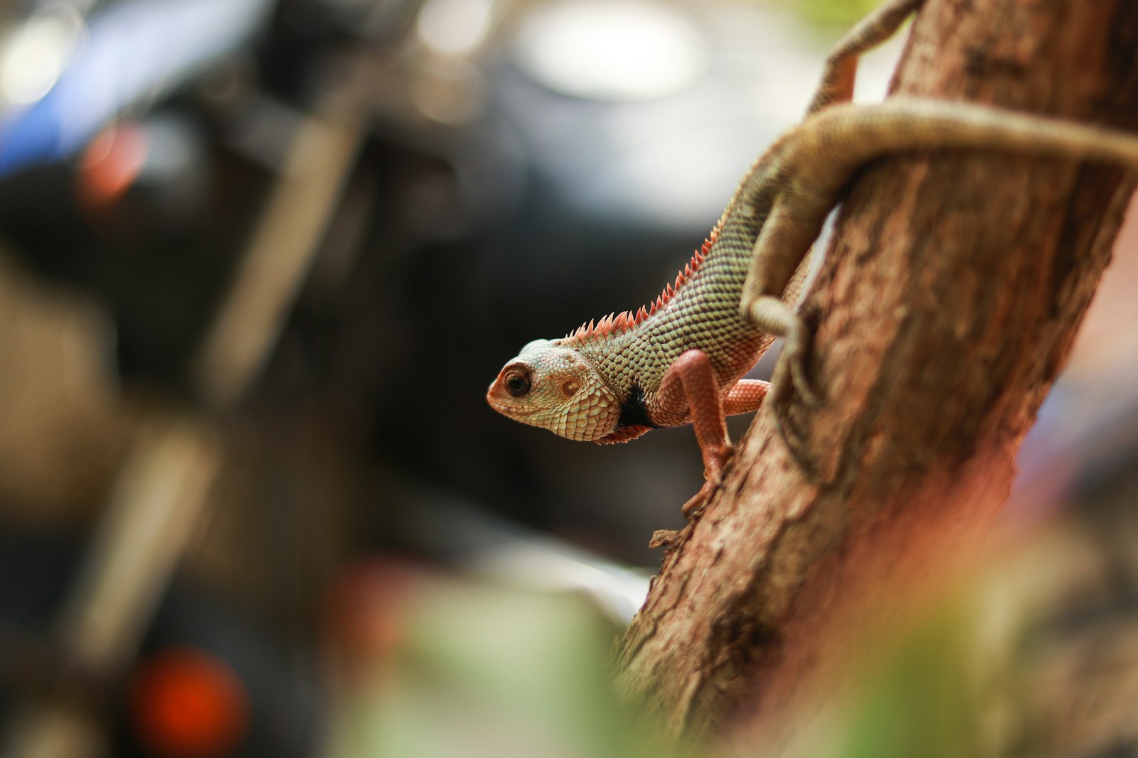 7 Lizards With Abilities That Belong in Comic Books