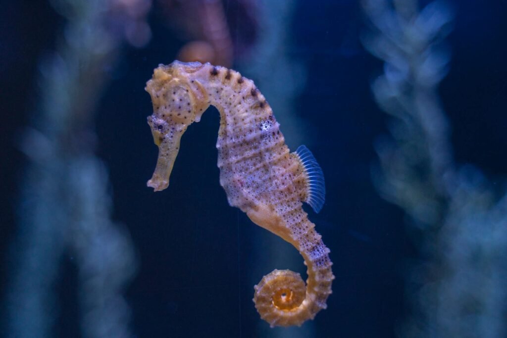 Detailed image of a seahorse in an aquarium setting, showcasing its unique features.