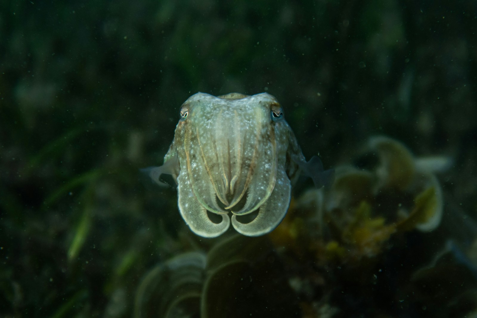 Cuttlefish Have W-Shaped Pupils – And Can Camouflage Without Seeing Color