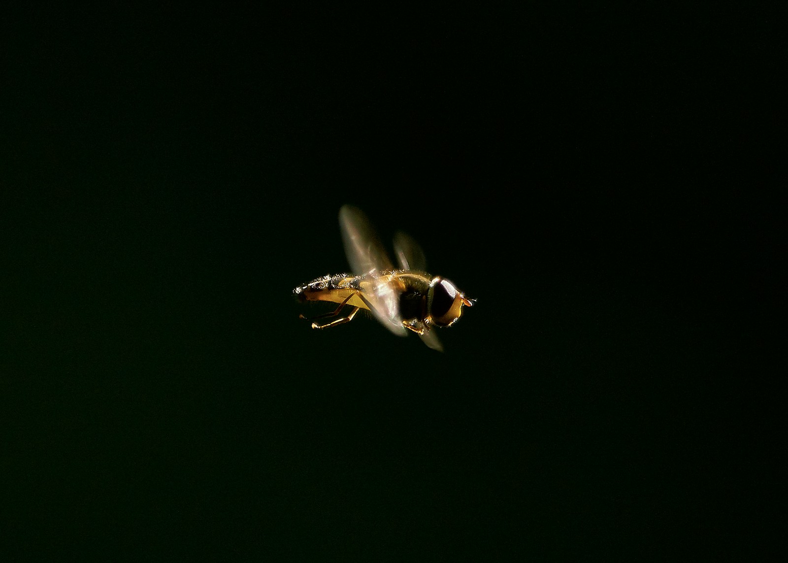 The Fly That Punches With the Speed of a Bullet