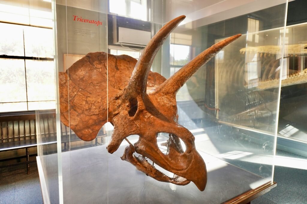 a large dinosaur skull in a glass case