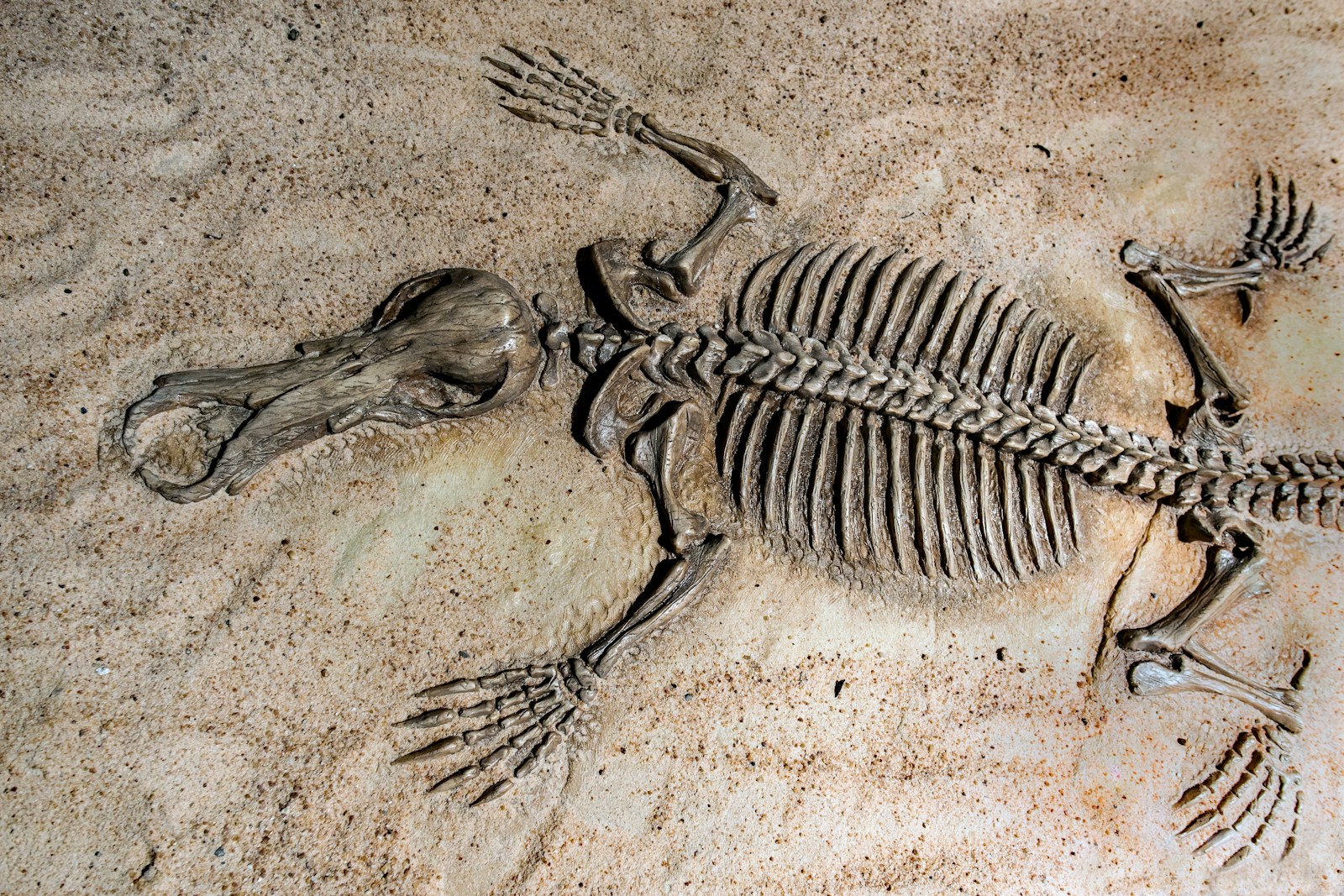 10 Breakthrough Discoveries That Shaped Modern Paleontology